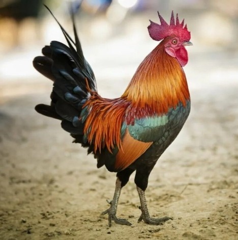 Create meme: rooster , bird cockerel, colorful rooster