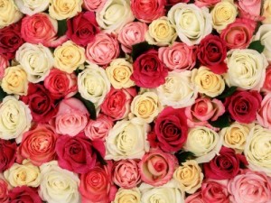 Create meme: floral, white rose, million scarlet roses