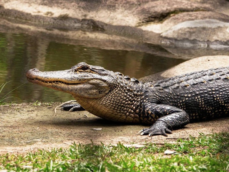 Создать мем: гребнистый крокодил бег, крокодил, австралийский узкорылый крокодил