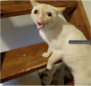 Create meme: coughing cat meme, Hey cat, cat meme