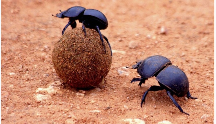 Create meme: the beetle beetle scarab, beetle , the scarab 