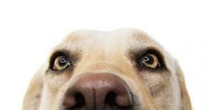 Создать мем: собака лабрадор, глаза собаки, морда собаки