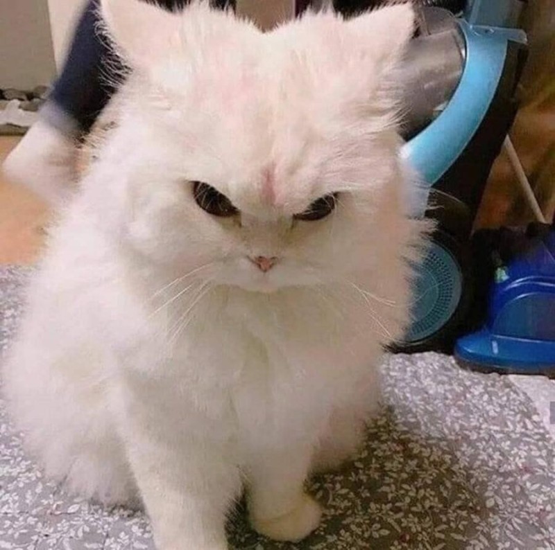 Создать мем: недовольный кот, милый кот злится, злой белый кот