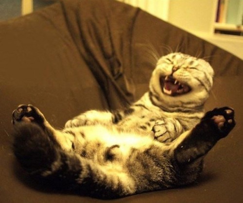 Image result for cat laughing meme