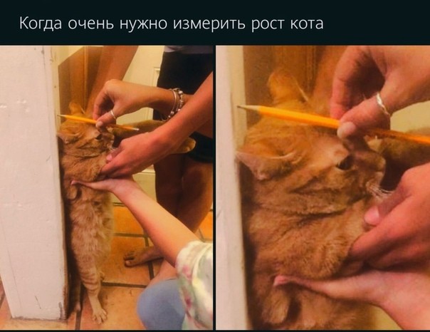 Создать мем: кошка, домашние животные, котик