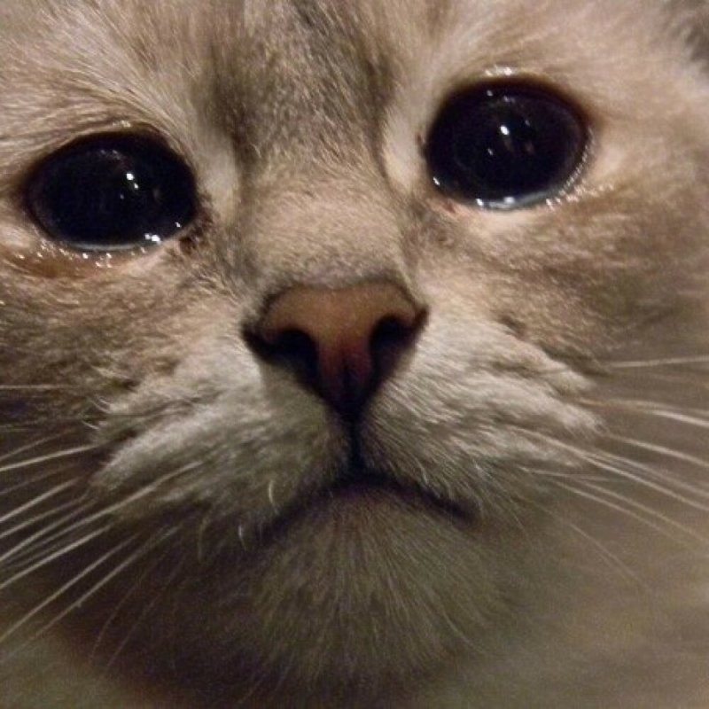 Создать мем: кот плачет мем, плачущий котик умоляю, плачущие коты