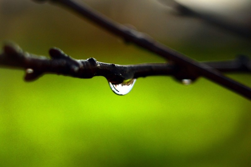 Create meme: drops on the branches, the nature of macro, water drops on a branch