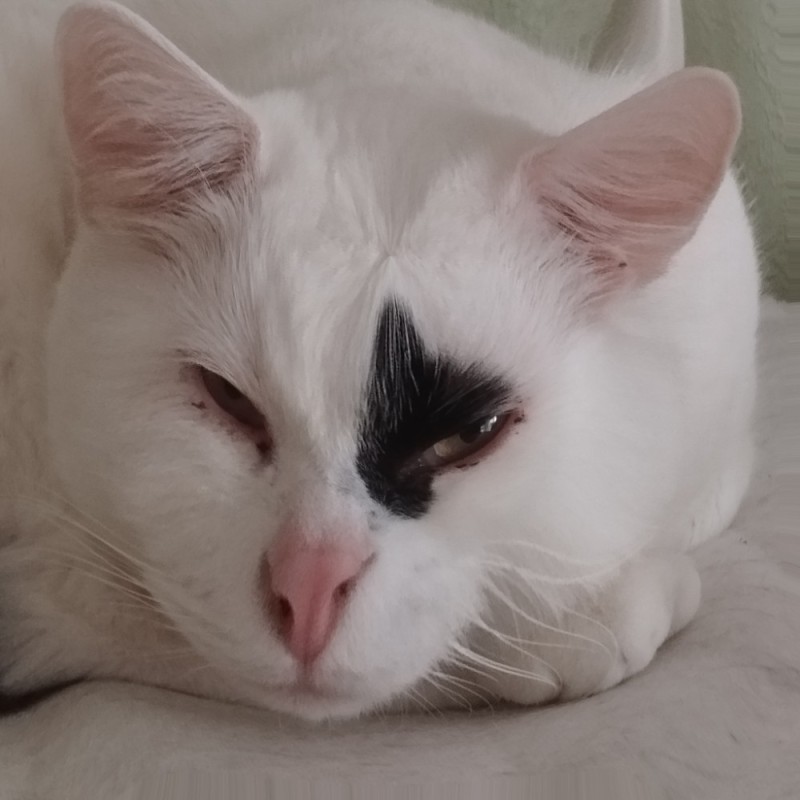 Create meme: white cat, cat , white cat