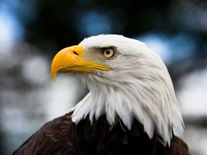 Создать мем: американский белоголовый орел, молодой белоголовый орлан, белоголовый орлан символ