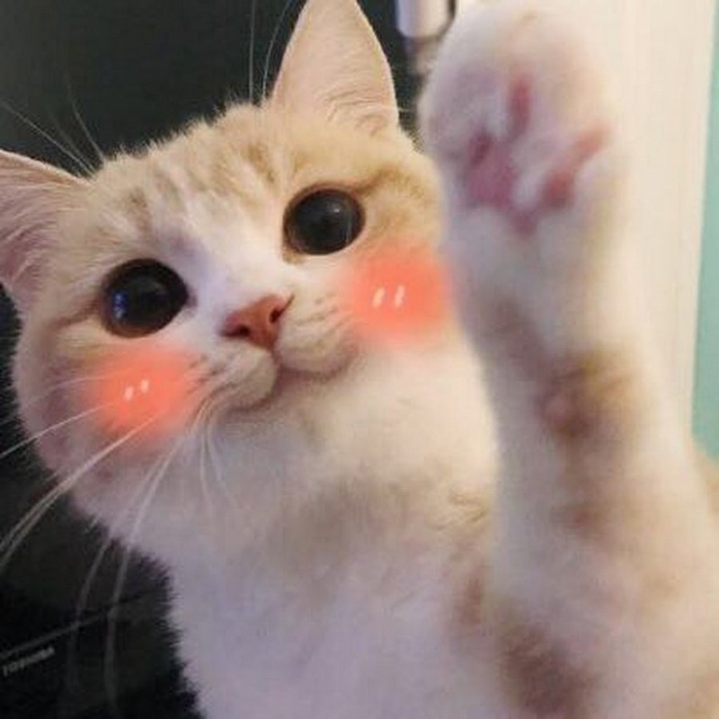 Создать мем: милые котики пикча, кот смущается, котик с розовыми щечками
