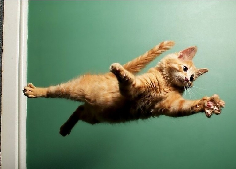 Create meme: flying cat, cat jumping, cat in flight