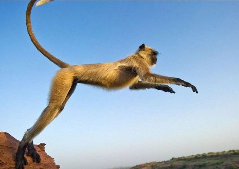 Создать мем: животные обезьяна, обезьяна на старте, лангур хануман