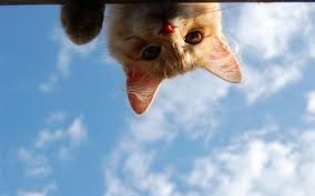 Создать мем: кошка, котенок на фоне неба, кот снизу