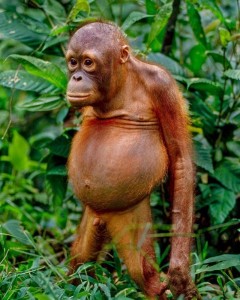 Create meme: people, the baby orangutan