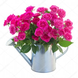 Create meme: flowers roses pink, pink roses, pink roses