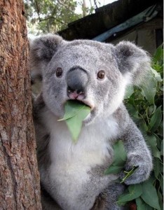 Create meme: koala, Koala