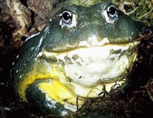 Create meme: toad, the bull frog