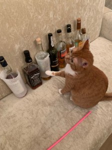 Create meme: drinking cat, cat, cat