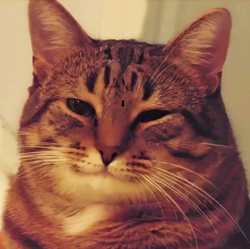 Create meme: cat meme, smiling cat meme, happy cat 