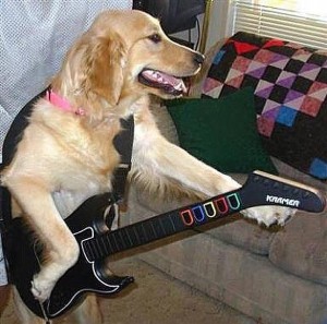 Создать мем: dog play, собака, собака с электрогитарой
