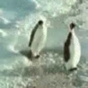 Создать мем: смешные ролики с пингвинами, пингвины в арктике, пингвин ударил пингвина