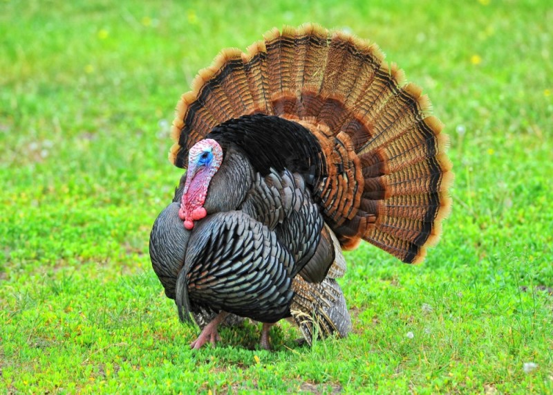 Create meme: turkey bird, Turkey , female turkey