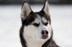 Создать мем: dog, собака подозревака, siberian husky