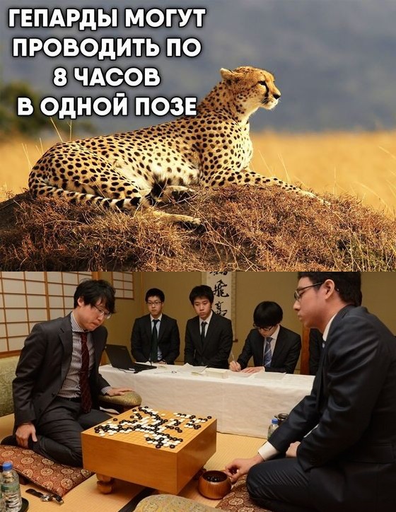 Create meme: jokes about cheetahs, Cheetah , cheetah sounds