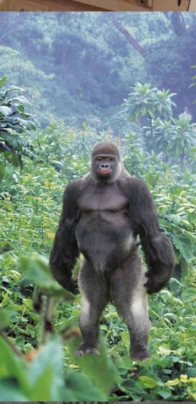 Создать мем: горилла вес, большая горилла, альфа самец гориллы