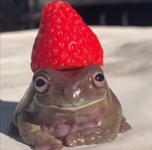 Создать мем: лягушечка, держи жабу, жабка с клубникой на голове