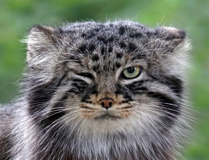 Create meme: manul pallasov the cat, wild cat manul, wild cat manul