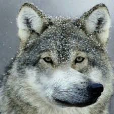 Create meme: meme wolf, the wolf wolf wolf, wolf wolf wolf meme