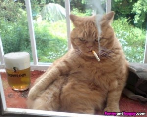 Создать мем: скотина, кот с сигаретой, funny cat
