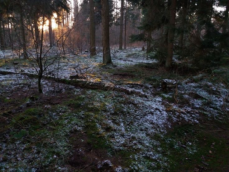 Create meme: snow in the forest, forest , late autumn in the forest