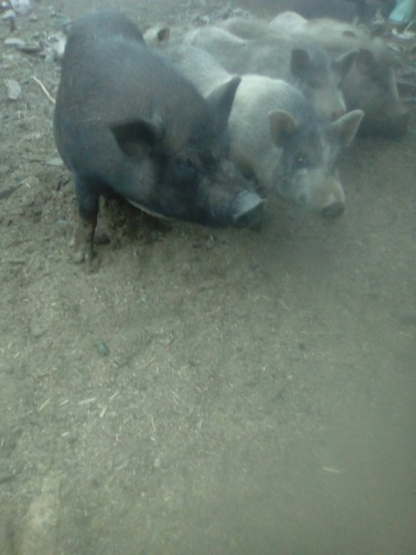 Create meme: Vietnamese pigs, piglets, a large view of Vietnamese piglets