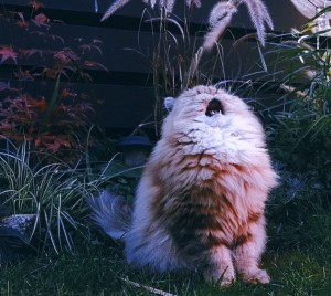 Create meme: screaming cat, fluffy cat
