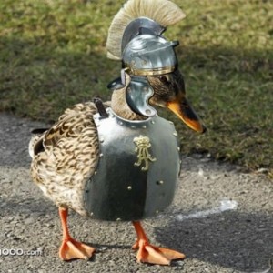 Create meme: goose, duck, Mallard duck