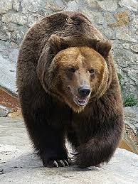 Create meme: big brown bear