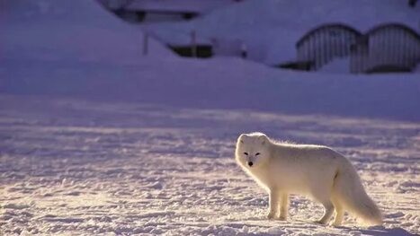 Create meme: white Fox, the northern Arctic Fox, tundra Arctic fox