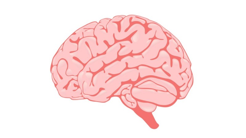 Create meme: brain on a white background, the human brain, the human brain drawing