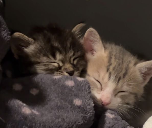 Create meme: seals , sleeping kitten, cute cats 