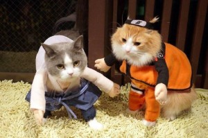 Создать мем: кот наруто, японии коты косплей, кот наруто косплей
