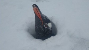 Создать мем: снежный покров, пингвин, пингвины в антарктиде