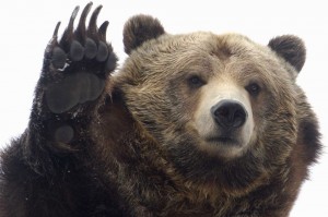Создать мем: медведь животное, медведь, медведь гризли