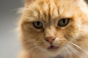Create meme: the face of the cat, cat, red cat