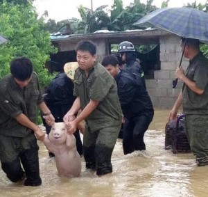 Создать мем: наводнение в китае, спасение поросенка, в китае спасли улыбающуюся свинью