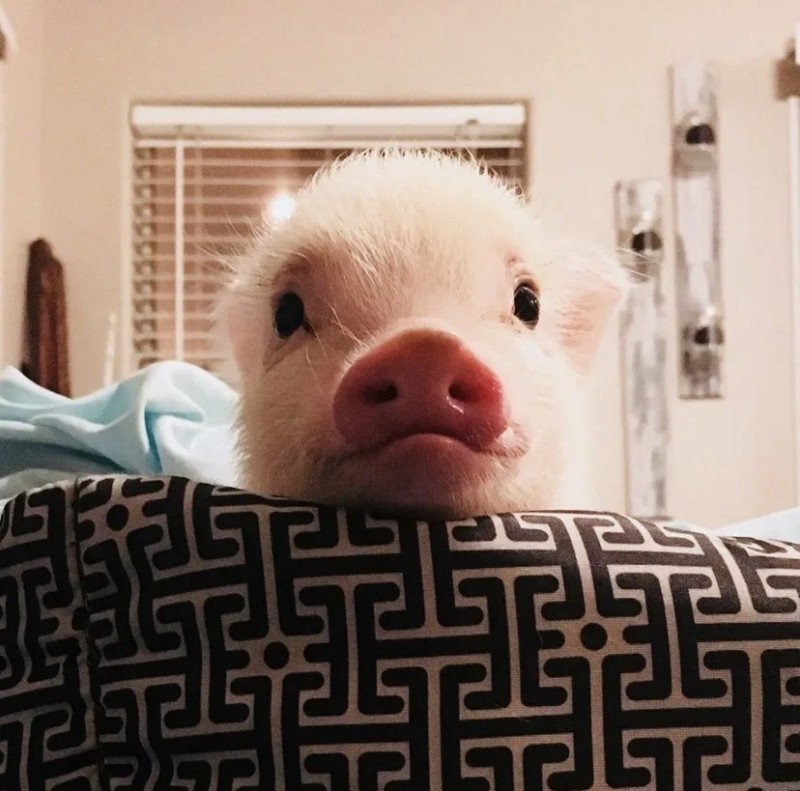 Создать мем: свинья милая, пиги свинки, свинка пигги