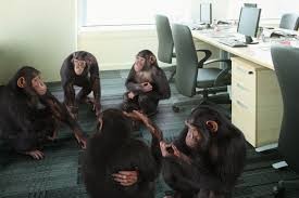 Создать мем: обезьяна в офисе, пикабу, военные советы