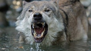 Создать мем: зубы волка, волк кусает волка, зубы волка фото