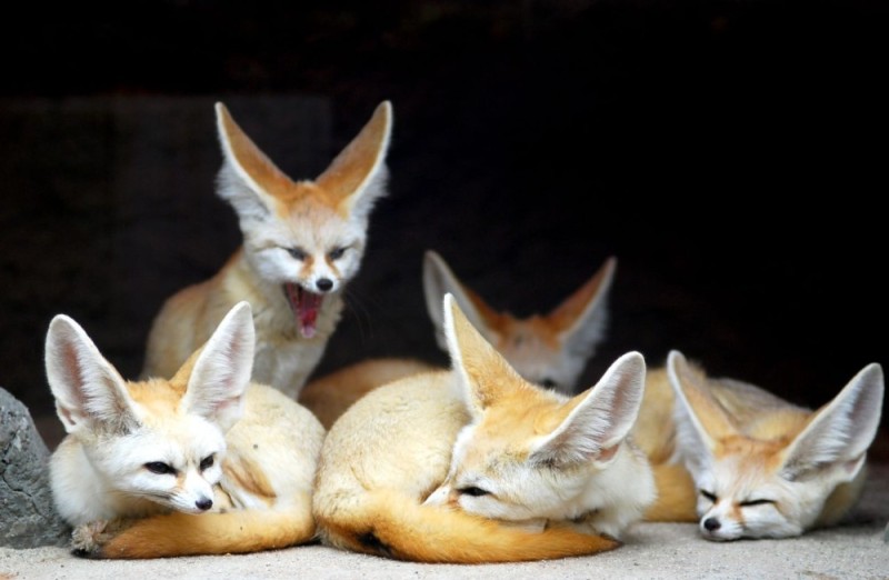 Create meme: desert fox, Fox Fenech, big - eared fox